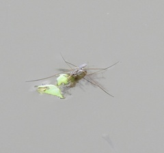 Limnogonus