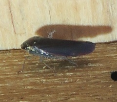 Gyponini
