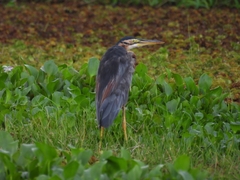 Ardea purpurea