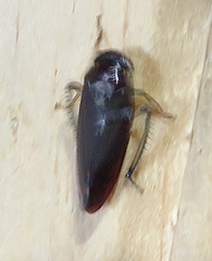 Gyponini