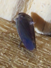 Gyponini