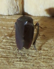 Gyponini