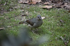 Ptilonorhynchus violaceus