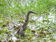 Ardeola grayii