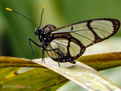 Methona confusa