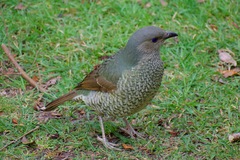 Ptilonorhynchus violaceus