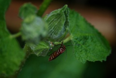 Dysdercus evanescens