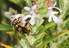 Anthidium florentinum