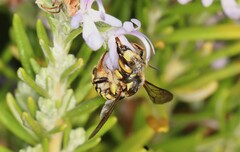 Anthidium florentinum