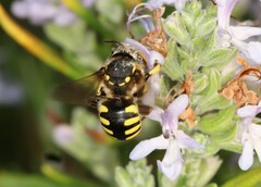 Anthidium florentinum