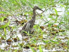 Ardeola grayii