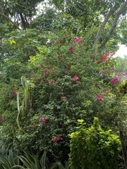 Bougainvillea