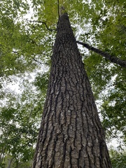 Liquidambar styraciflua