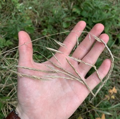 Lolium giganteum