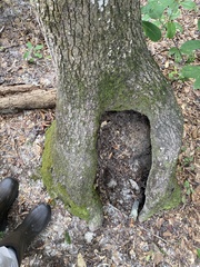 Liquidambar styraciflua