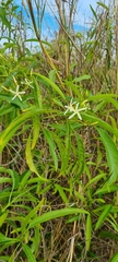 Jasminum simplicifolium
