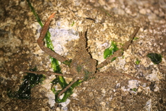 Oregonia gracilis image