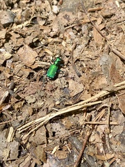 Cicindela sexguttata