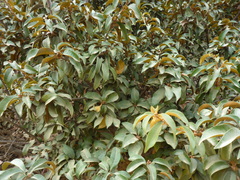 Chrysolepis chrysophylla