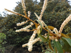 Chrysolepis chrysophylla