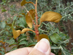 Chrysolepis chrysophylla