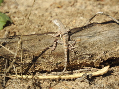 Callisaurus draconoides