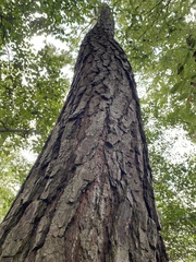 Pinus elliottii