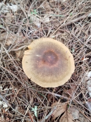 Cortinarius semisanguineus