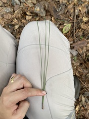 Pinus elliottii