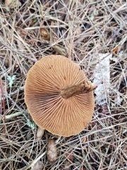 Cortinarius semisanguineus