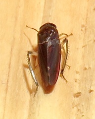 Gyponini