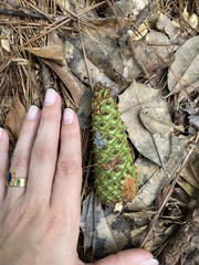 Pinus elliottii