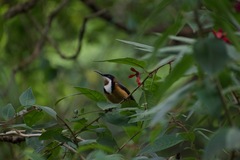 Acanthorhynchus tenuirostris