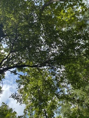 Quercus laurifolia