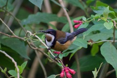 Acanthorhynchus tenuirostris