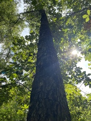 Quercus laurifolia
