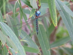 Rhionaeschna multicolor