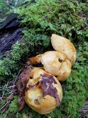 Gymnopilus luteus