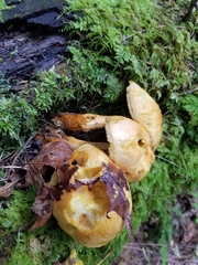 Gymnopilus luteus