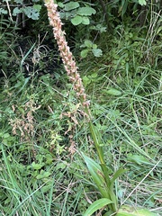 Platanthera dilatata