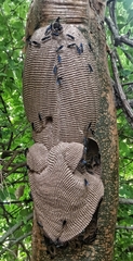 Synoeca septentrionalis