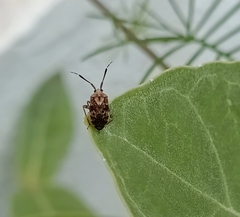 Hemiptera