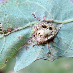 Callirhytis quercusfutilis