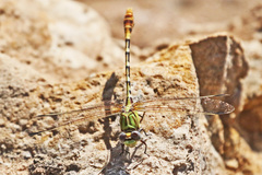 Erpetogomphus designatus