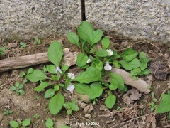 Mazus pumilus