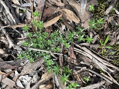 Galium murale