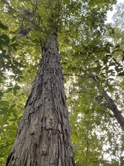 Quercus alba