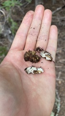 Leucogaster citrinus