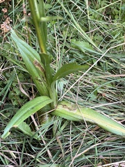 Platanthera dilatata
