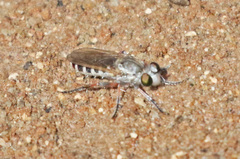 Laphystia